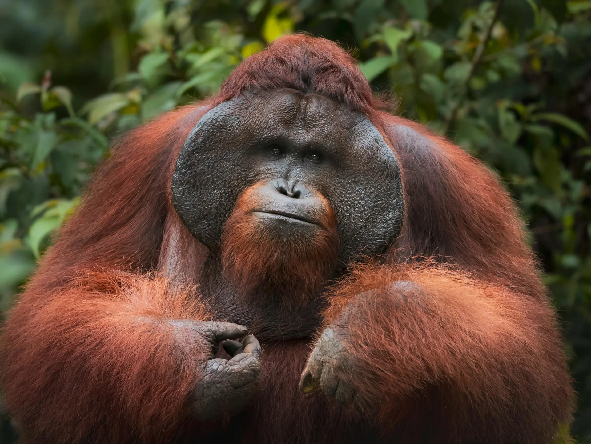 Sumatra
